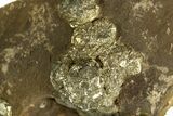 Golden Pyrite on Limonite Clay - Pakistan #337948-1